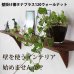 画像12: インテリア 壁棚　おしゃれ　幅70ｃｍ 1枚板仕様【タナプラス120ウォールナット】 (12)