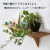 画像2: インテリア 壁棚　おしゃれ　幅56ｃｍ 1枚板仕様【タナプラス110クルミ】　 (2)