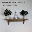 画像7: インテリア 壁棚　おしゃれ　幅70ｃｍ 1枚板仕様【タナプラス120クルミモデル】